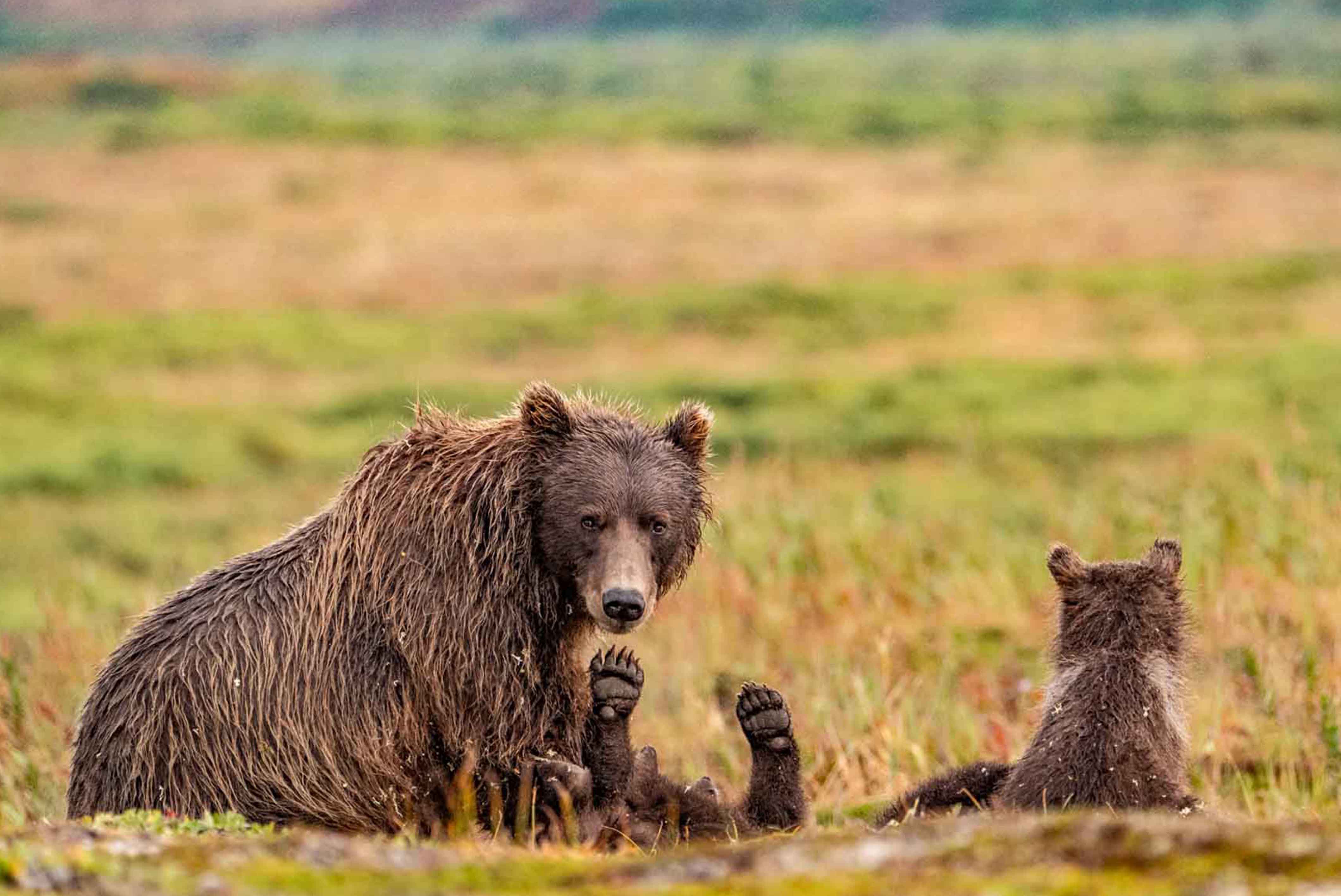 Brown Bear Mom and Cubs in Katmai