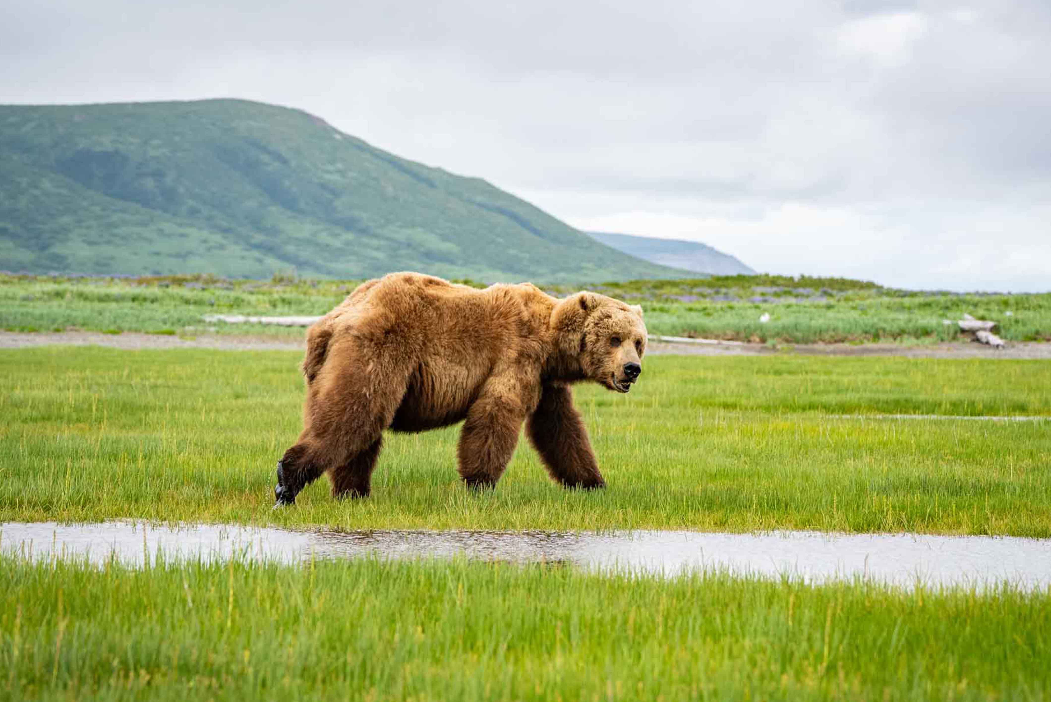 Young Male Brown Bear Eating Sedge