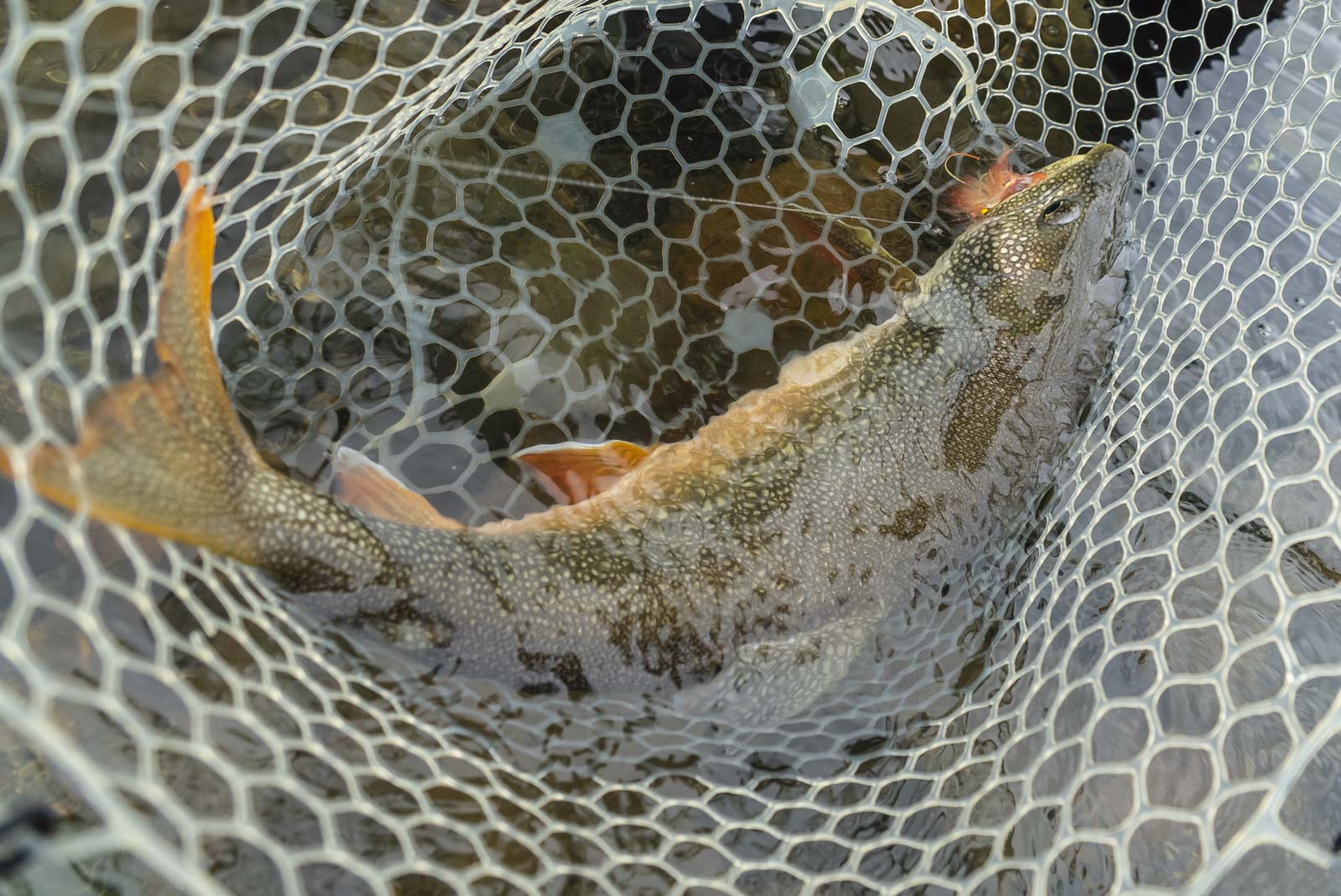 Fly Fishing for Lake Trout in Lake Clark 