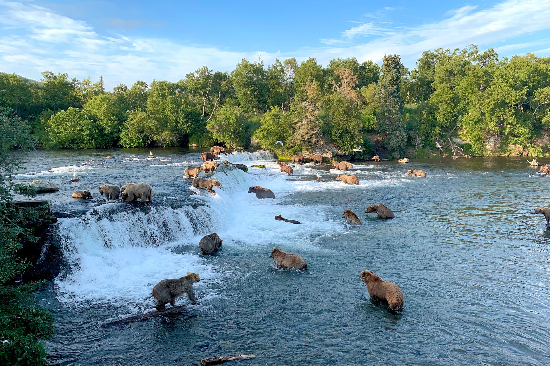 The bears at Brooks Falls in Katmai National Park
