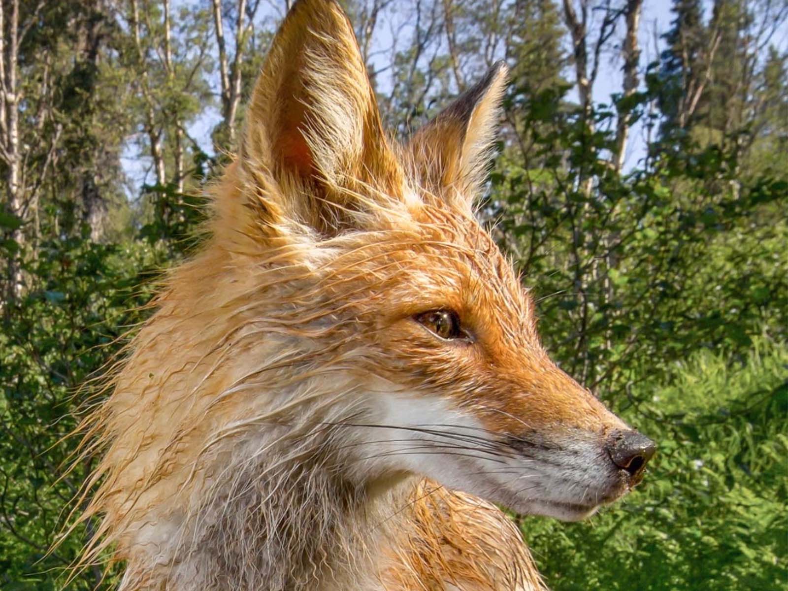 Alaskan Red Fox