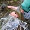 Arctic Grayling Dorsal Fin 