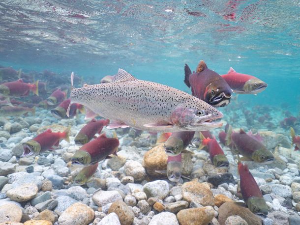 Underwater Alaskan Rainbow Trout