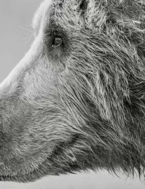 Alaskan Bear