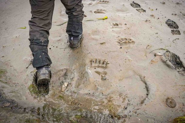Brown Bear Foot Print