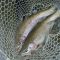 Net full of rainbow trout 