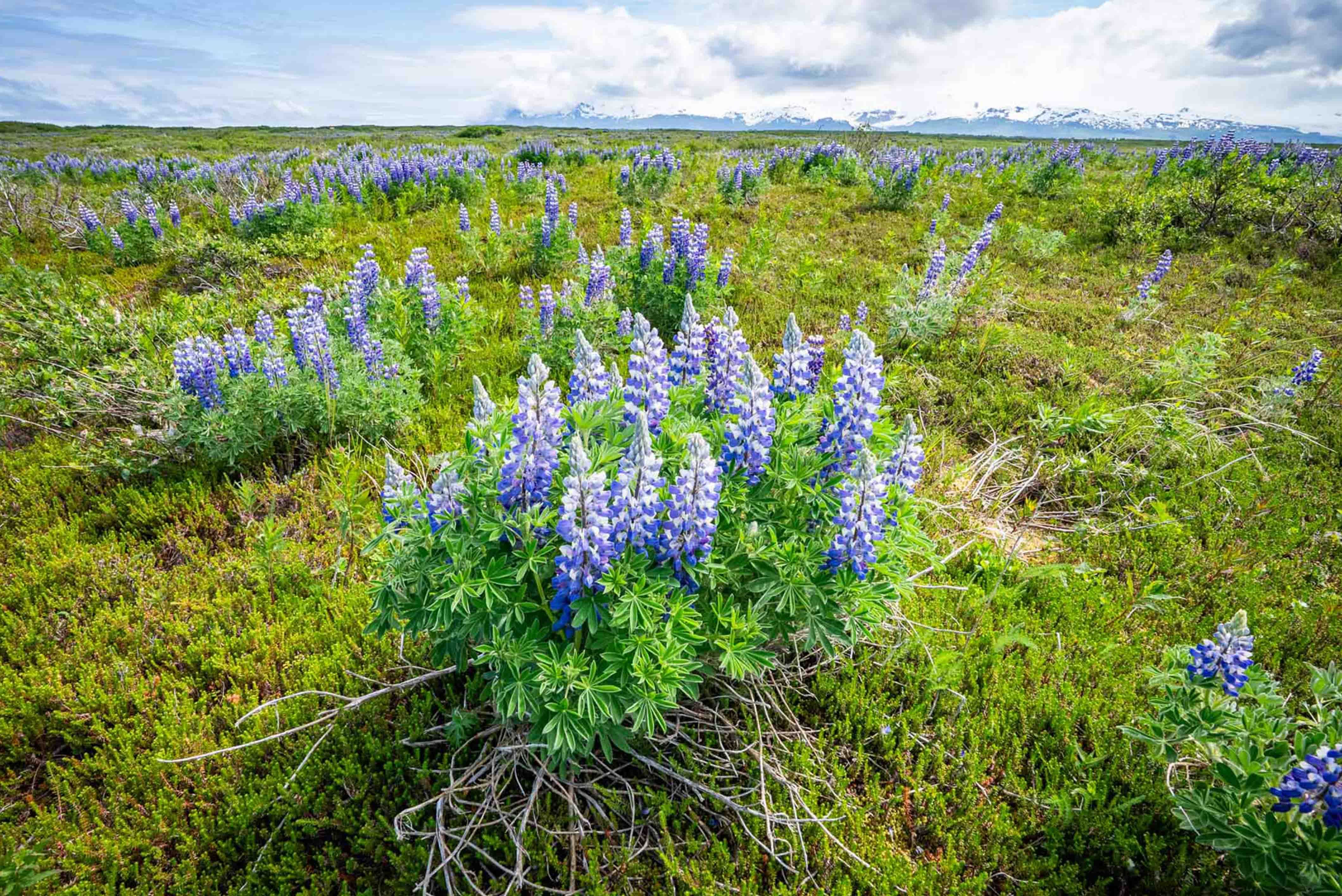 Lupin Fields on Katmai Coast 