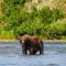 Brown Bear in Katmai