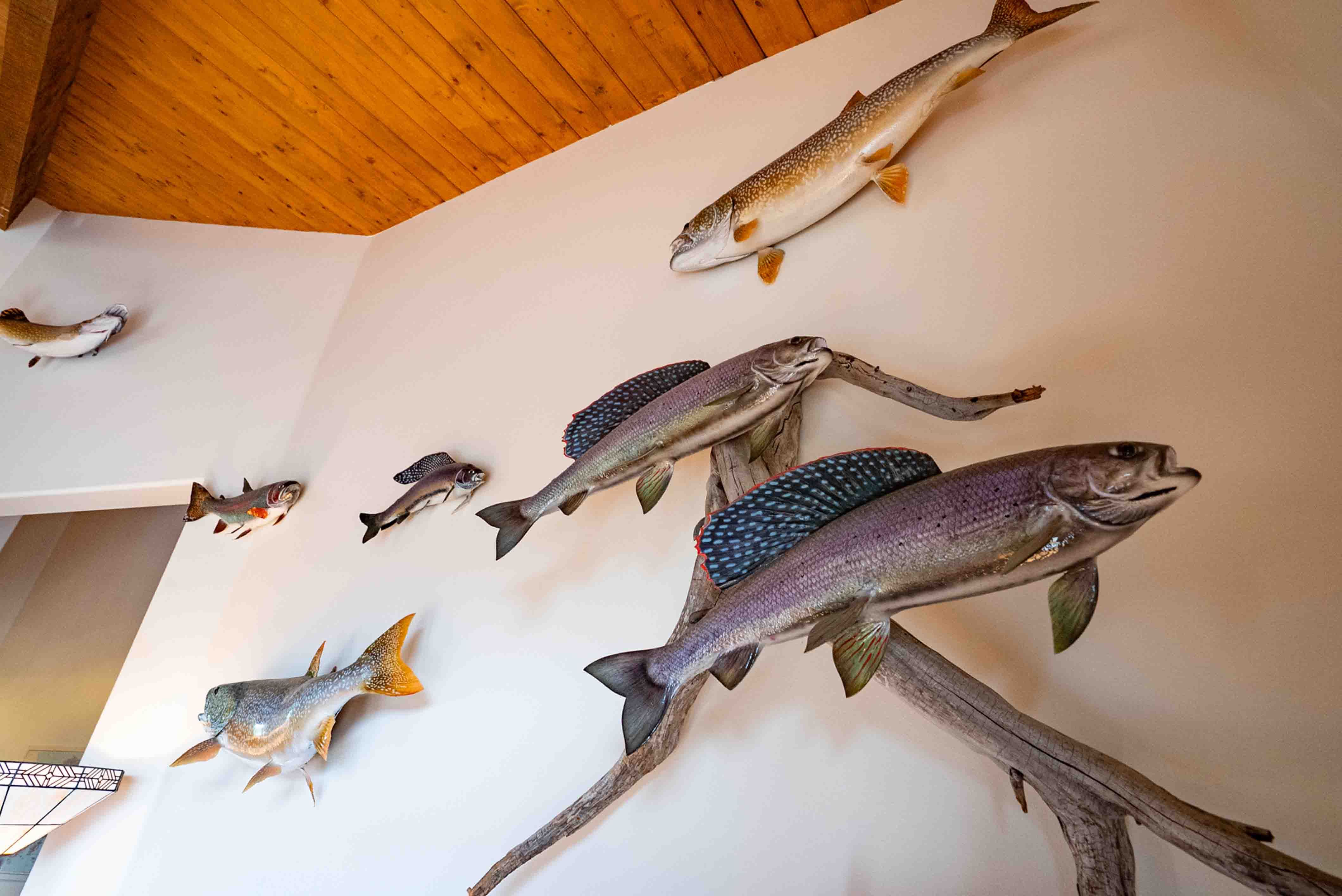 Fish Mounts Lake Clark Lodge 