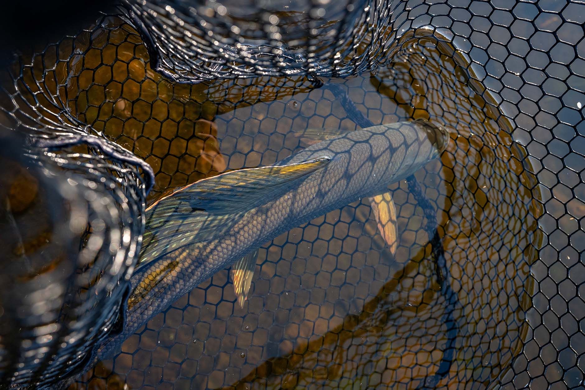 Dry Fly Fishing Arctic Grayling 