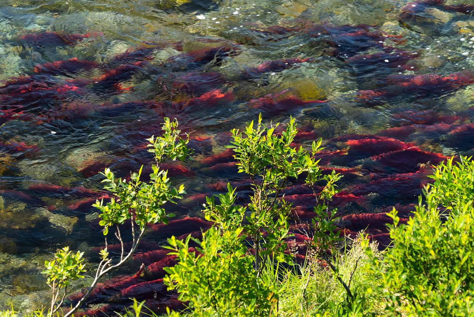 Spawning sockeye salmon