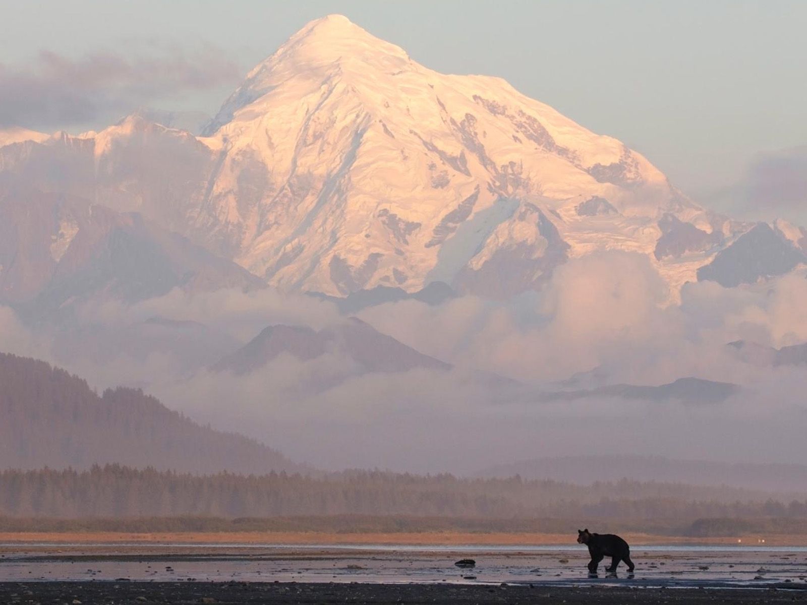 Lake Clark Brown Bear