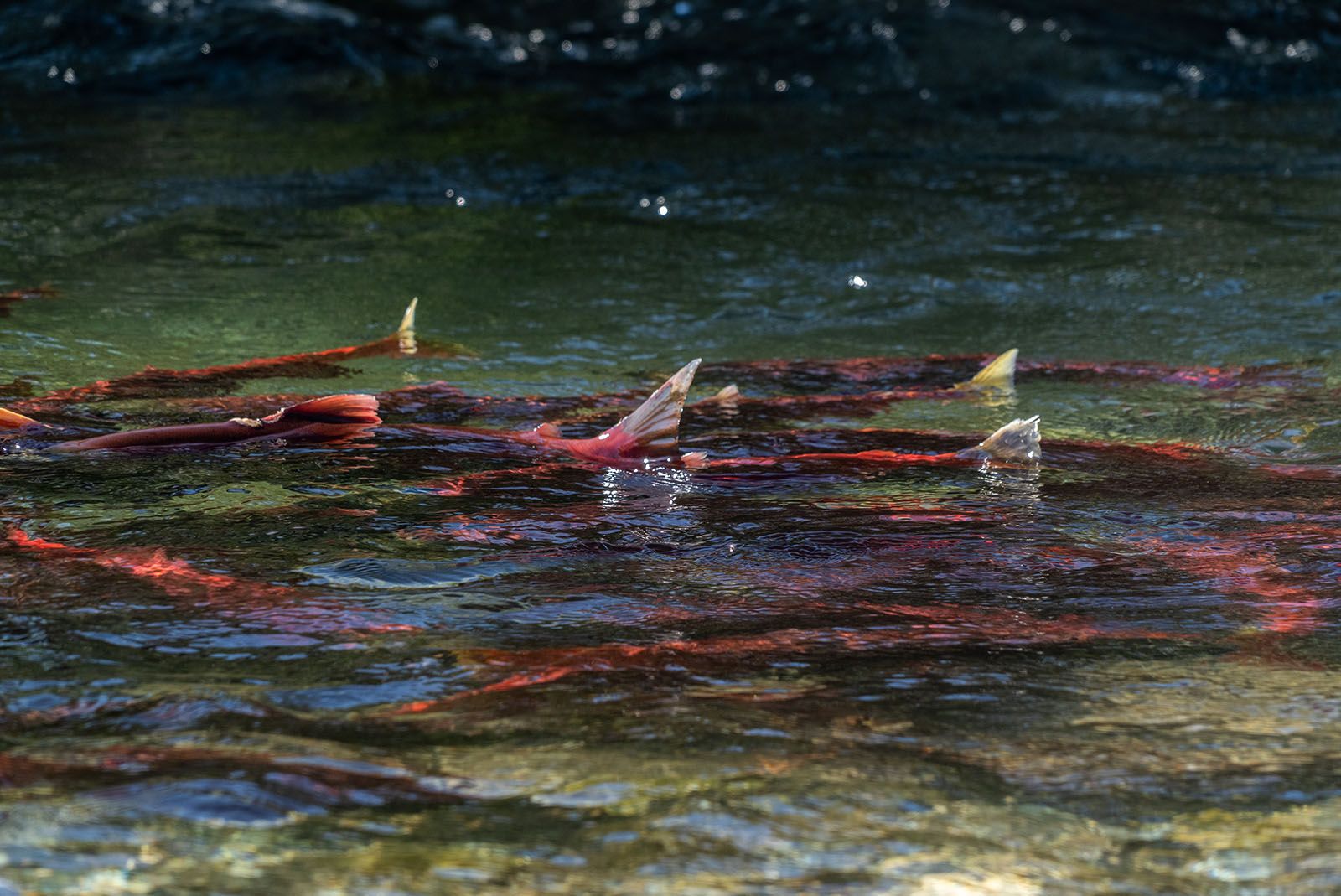 Tailing Sockeye Salmon Lake Clark National Park 