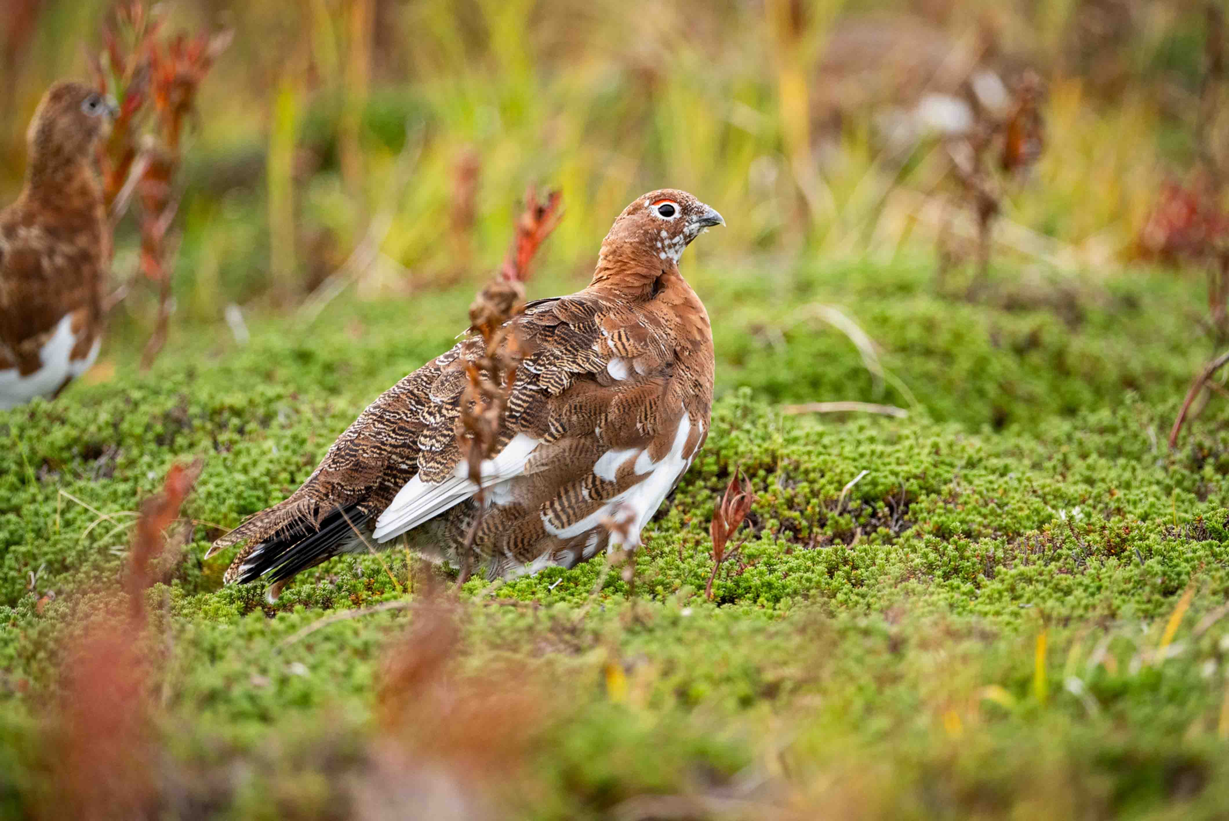 Ptarmigan in the Tundra