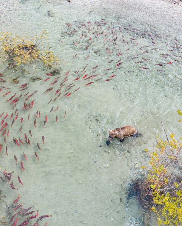 Brown Bear Chasing Salmon