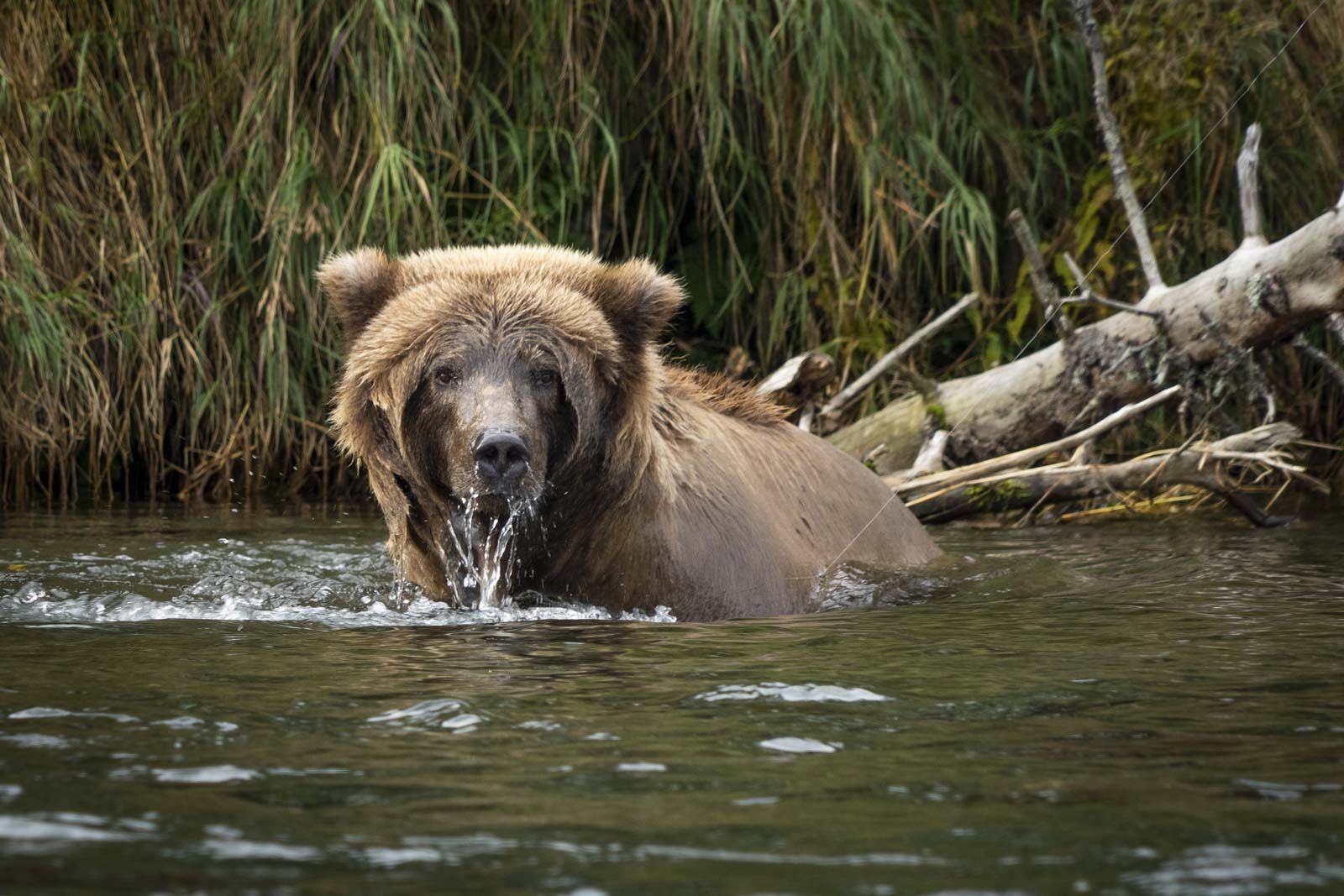 Brown Bear Snorkeling for Salmon at Brooks Falls 