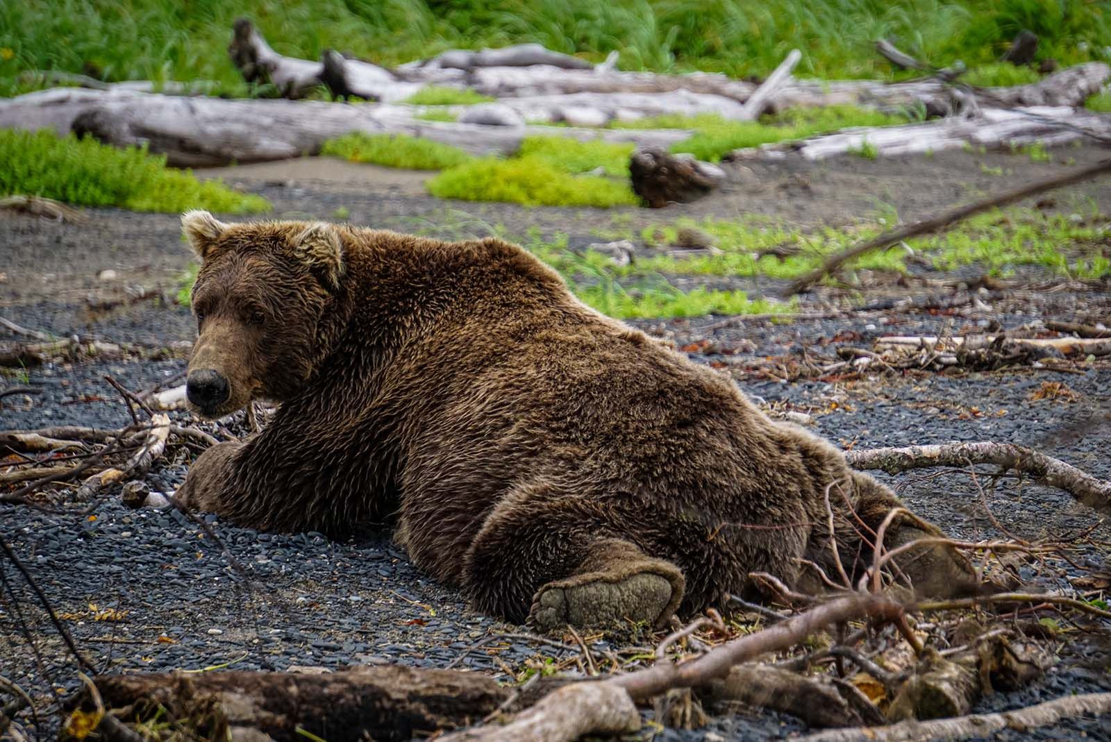 Alaskan Brown Bear Spread Eagle
