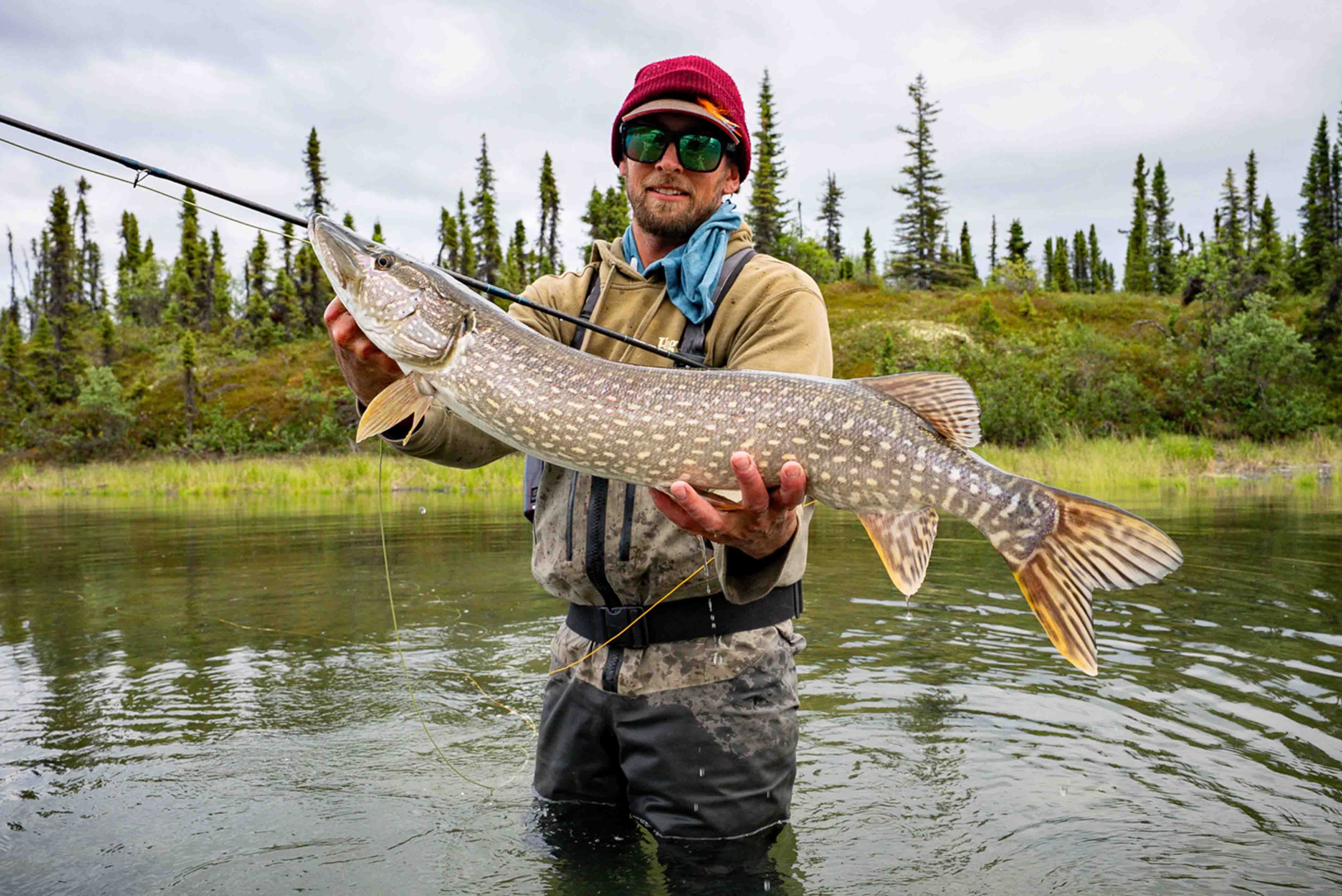 Northern Pike in Lake Clark 