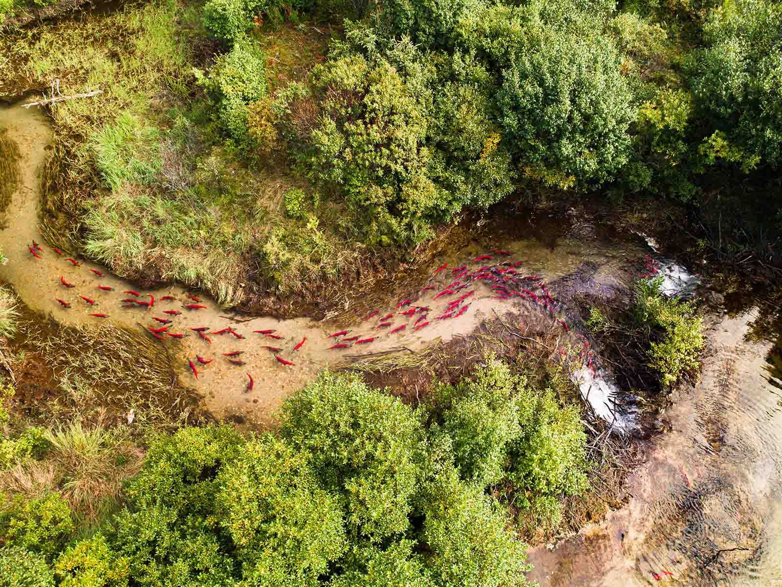 Jason Sching Photography