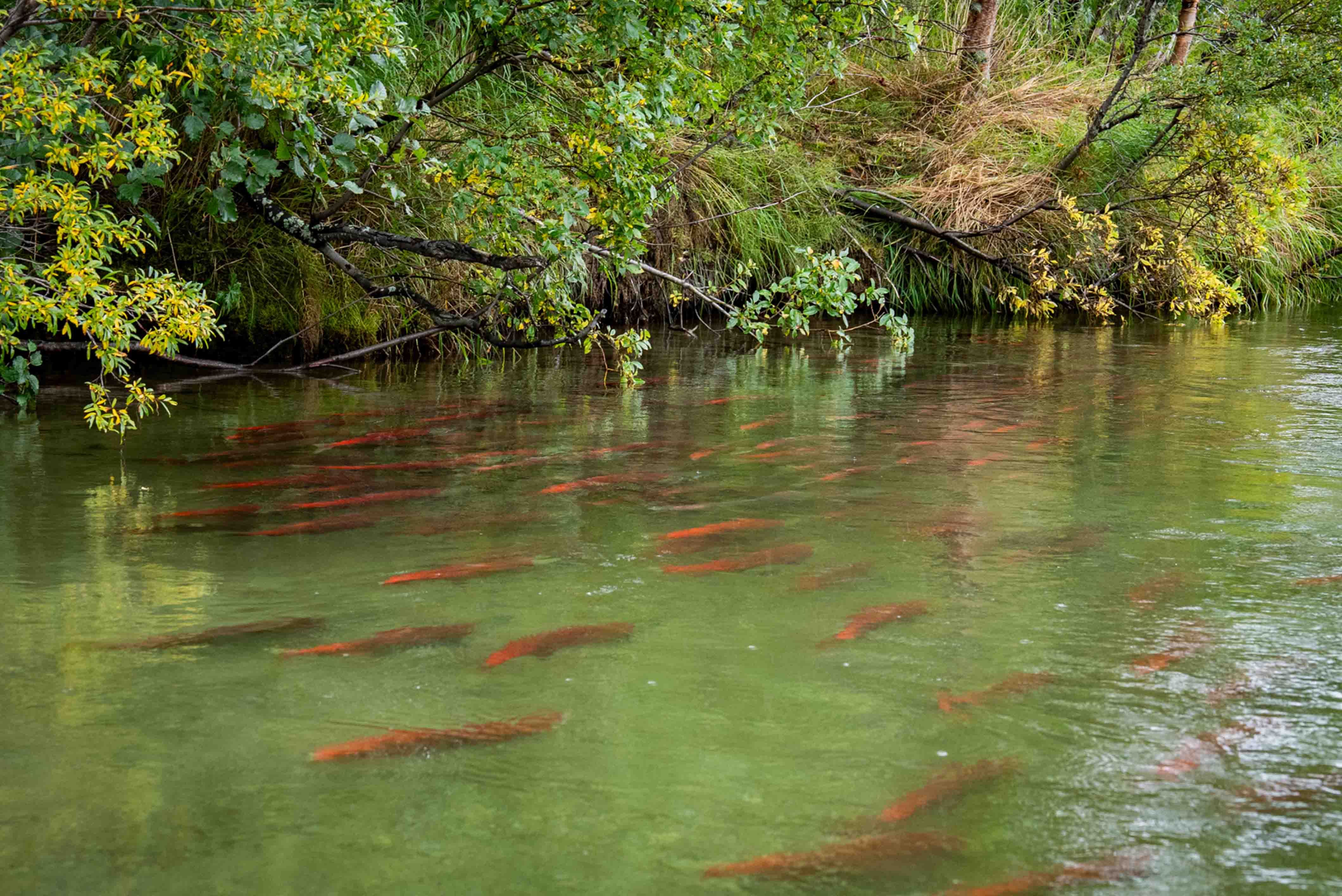 Thousands of Sockeye salmon in crystal clear water