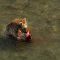 Brown bear eating salmon