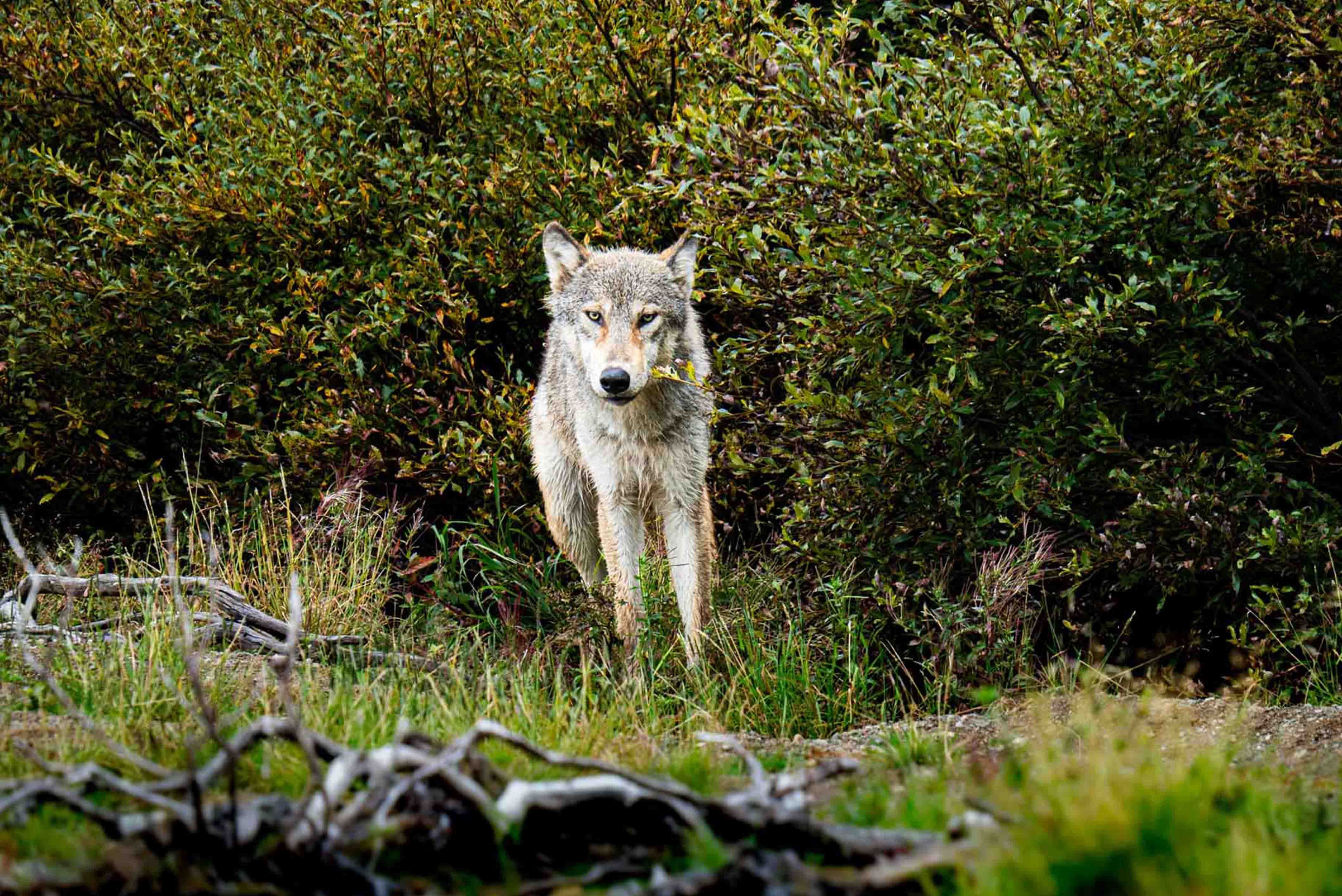 Wolf in Katmai National Park 