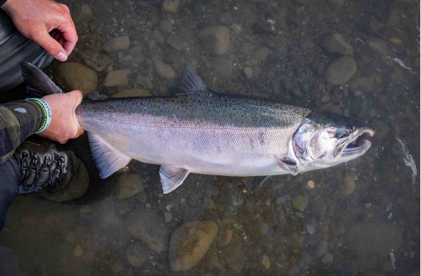 Fly Fishing Silver Salmon