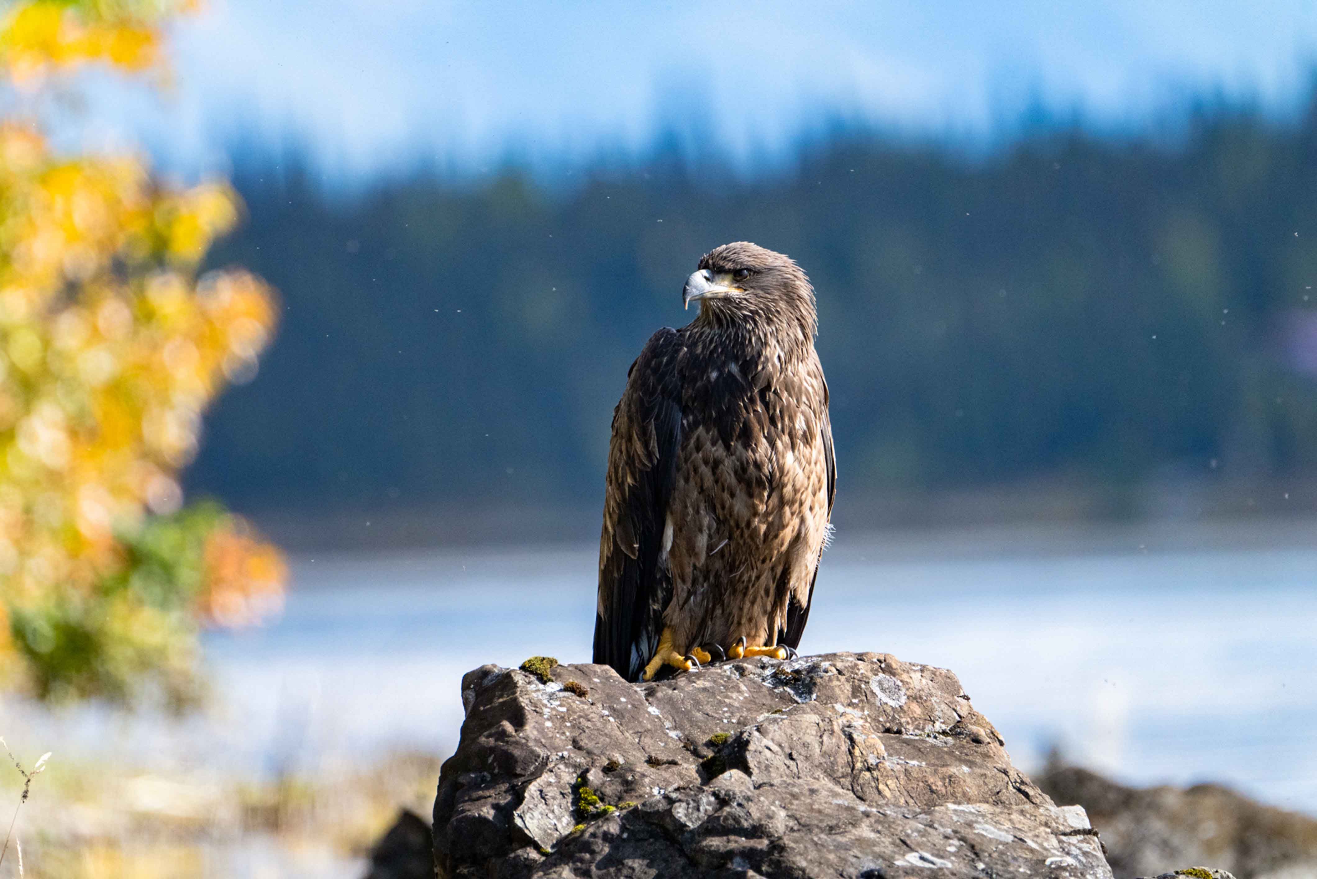 Juvenile Bald Eagle in Lake Clark 