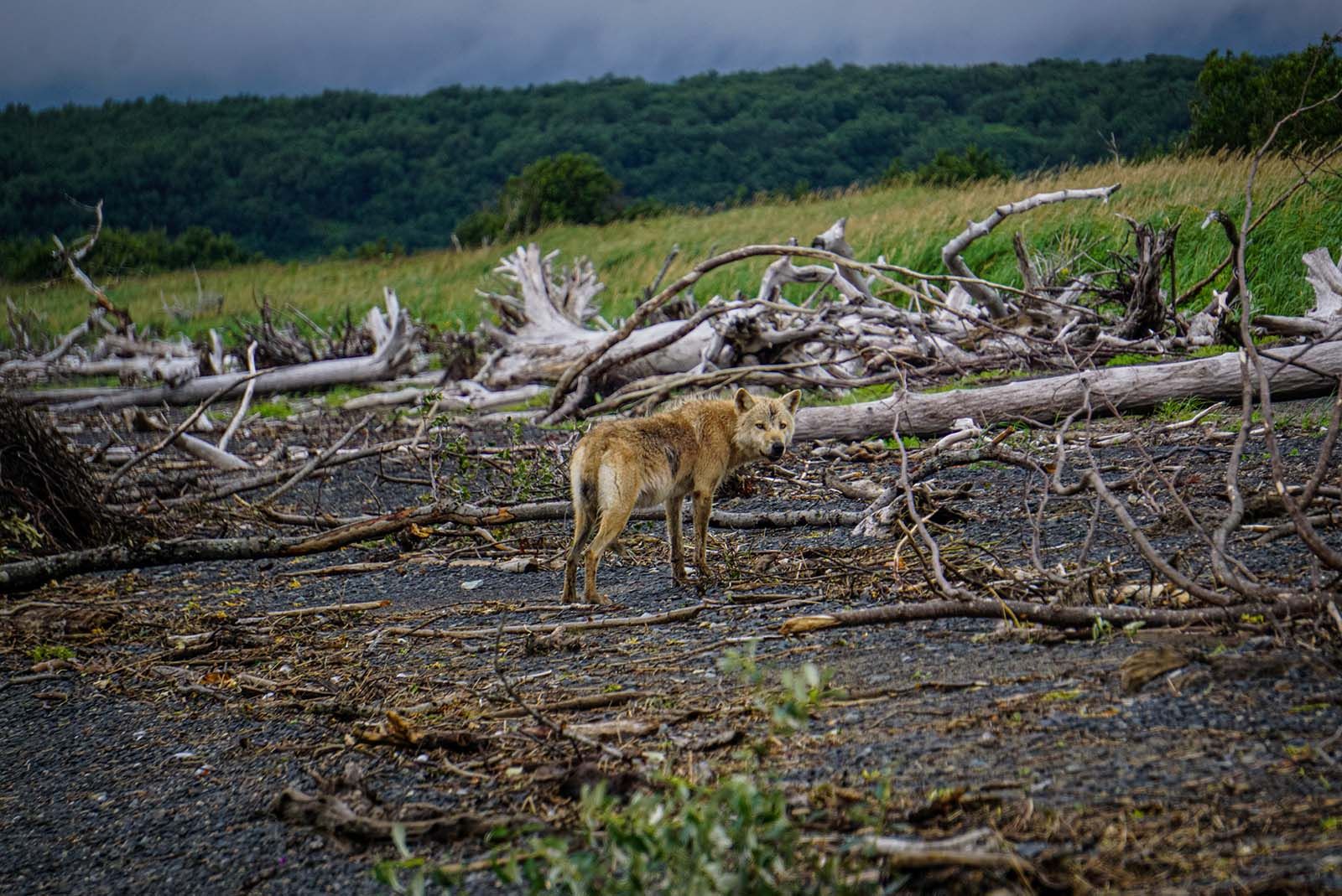 Wolf Watching Katmai Coast