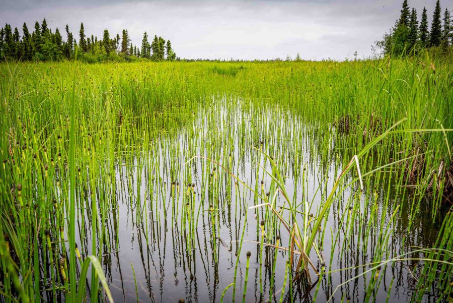 Wetlands of Lake Clark National Park 