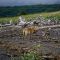 Wolf Watching in Katmai National Park 
