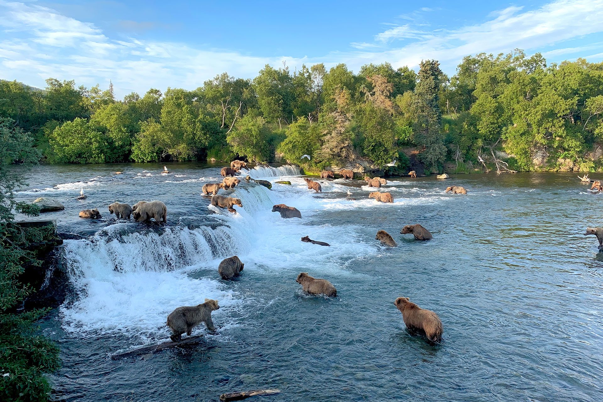 The bears at Brooks Falls in Katmai National Park