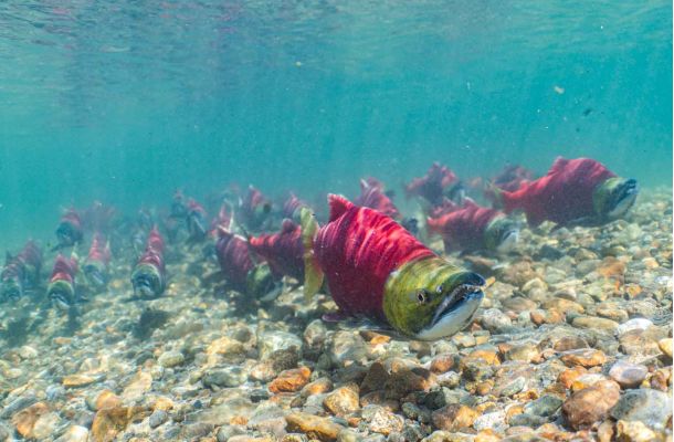 Underwater Sockeye Salmon