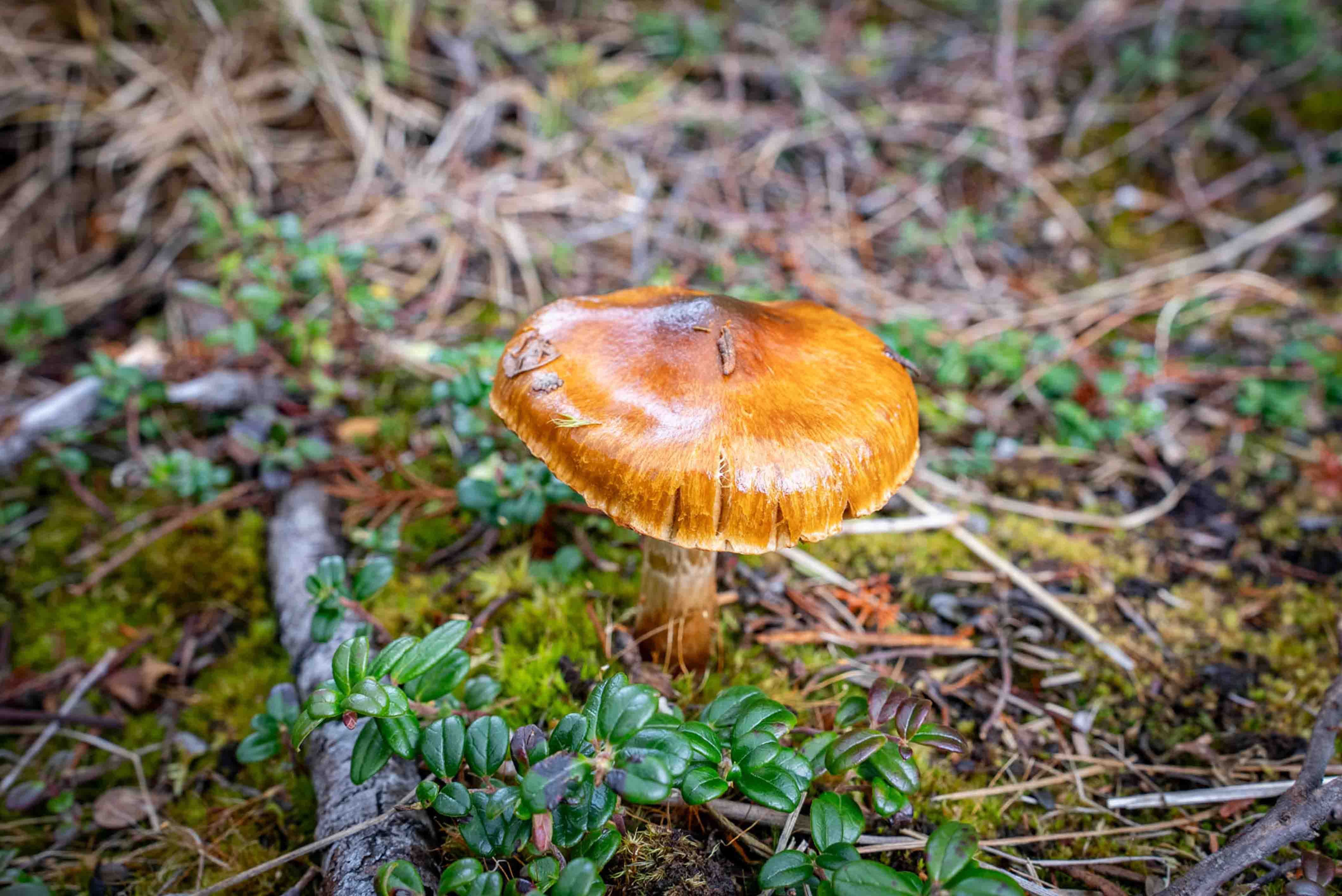 Mushrooms of Lake Clark National Park 