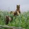 Brown Bear Sow and Cubs 