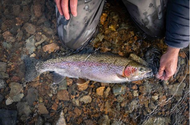 Sight Fishing Trophy Rainbow Trout