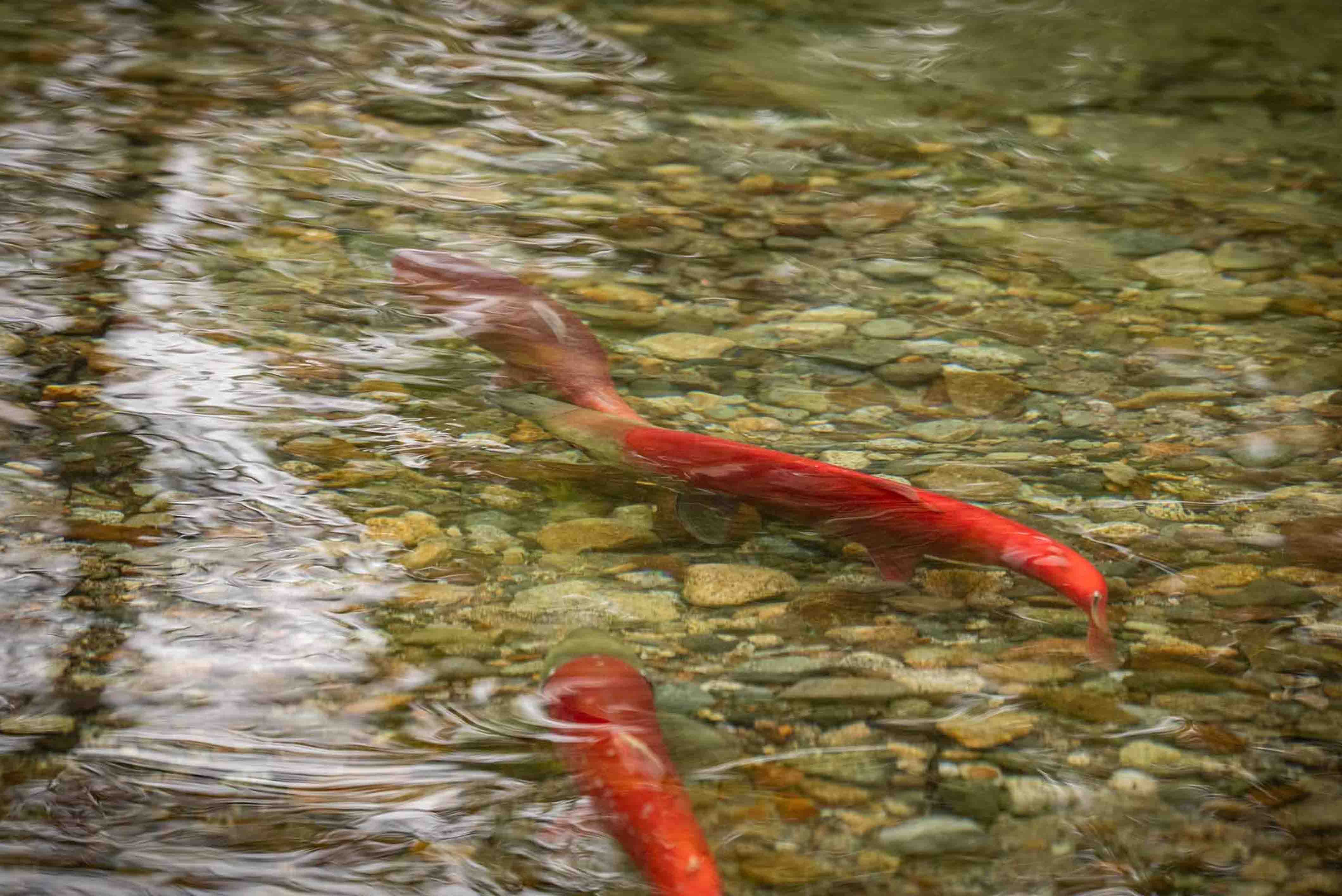Spawning Sockeye Salmon Tazinima River