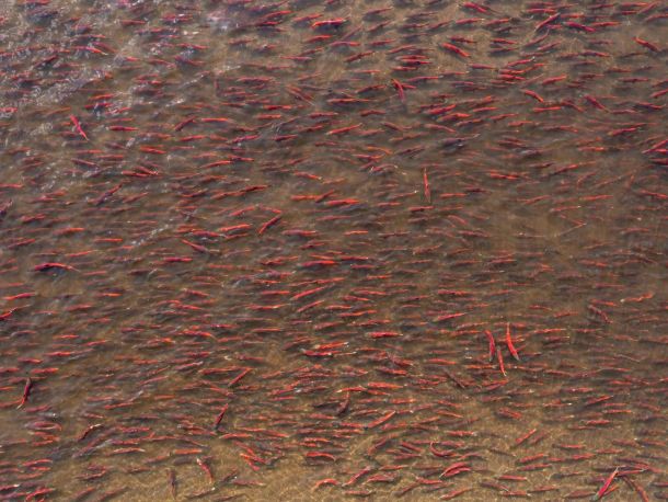 Bristol Bay Sockeye Salmon