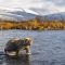 Brown Bear crossing Moraine Creek
