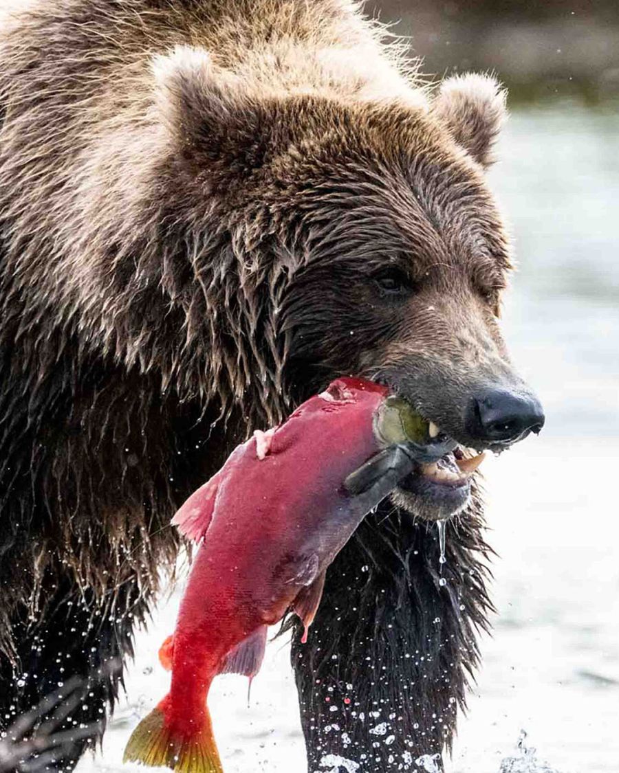 Brown Bear with Sockeye Salmon