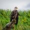 Juvenile bald eagle Lake Clark 